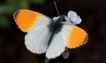 Leptir zorka
